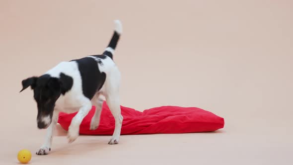 A Smooth Fox Terrier Lies on a Red Pillow Plays with a Yellow Rubber Ball Gnaws at It alt