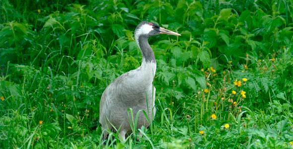 Bird Grey Crane alt
