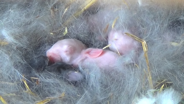 Rabbit Mother With Young Rabbits In Farm