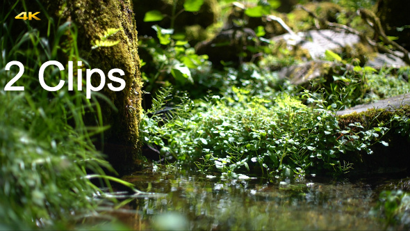 Forest (2 Clips) alt