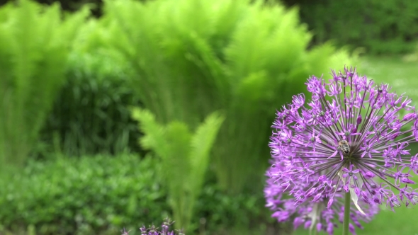 Purple Allium Flower With Bee Gather Nectar