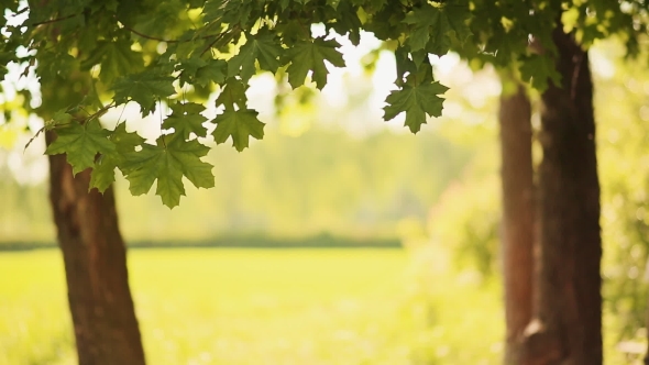 Maple Leaves On The Background Field alt