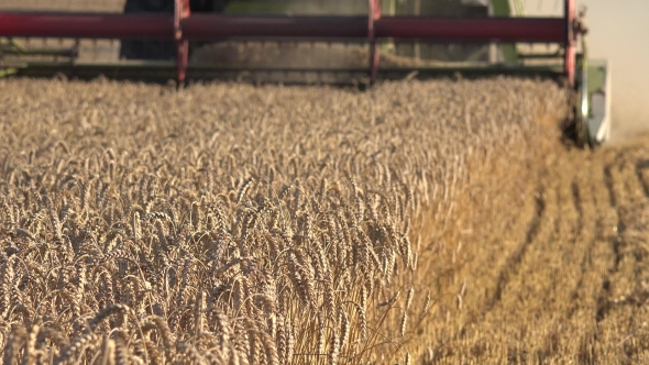 Farm Combine Thresher Cutting Harvesting Ripe Wheat Cereal Eras In Summer. Focus Change.