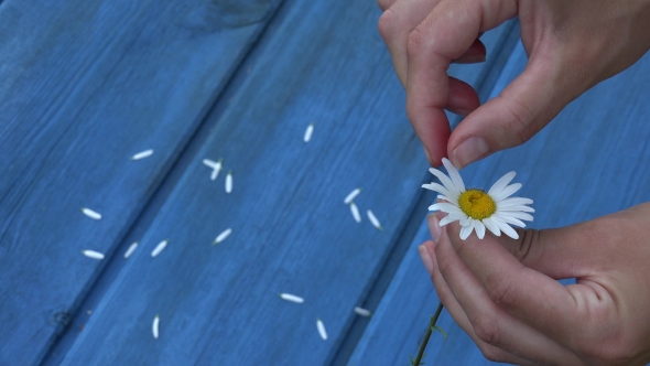 Female Hands Tear Off Daisy Flower Petals