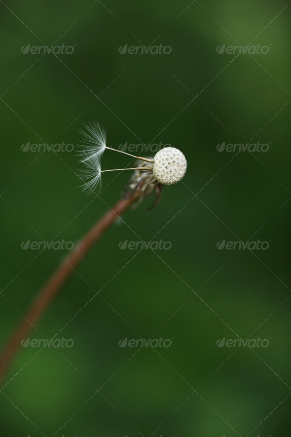 Dandelion with two last seeds against green grass background. - Stock Photo - Images