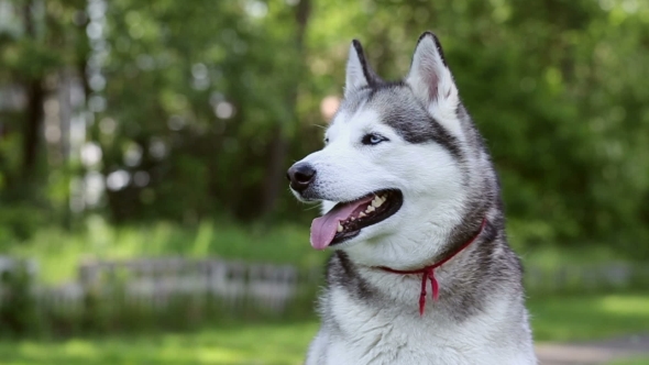 Siberian Husky Sits On Lawn In The Shade Of Trees