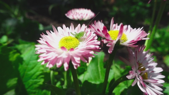 Green Grasshopper On a Daisy Flower alt