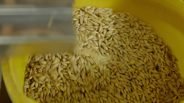 Bio Lab And Experiment With Feed For Animals alt