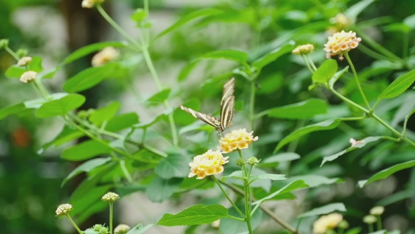 Tropical Butterfly Eats Nectar On a Flower alt