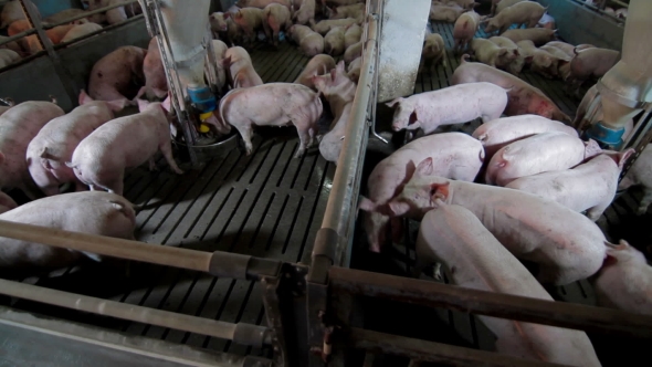 Intensively Farmed Pigs In Batch Pens, Stock Footage | VideoHive