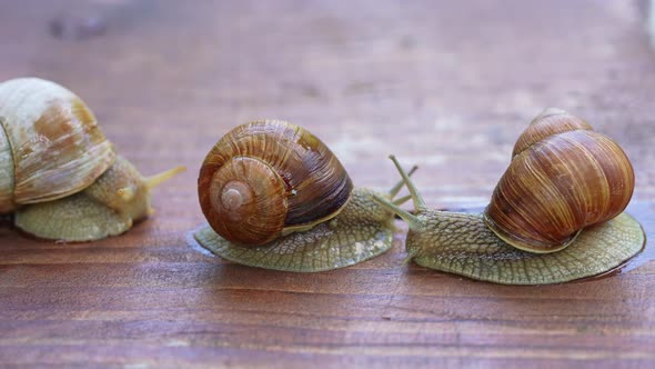 Burgundy Snail Helix Pomatia or Escargot is a Species of Land Snail