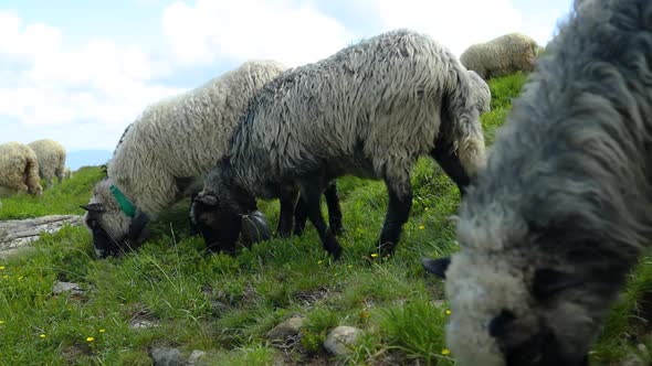 Sheep Herd on a Green Pasture in Carpathian Mountains