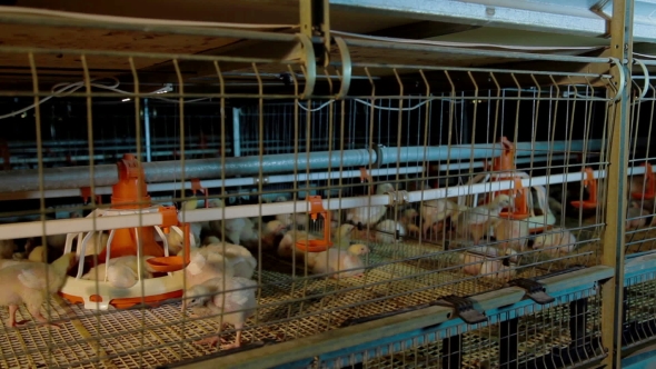 Intensive Factory Farming Of Chicks Broiler Houses alt