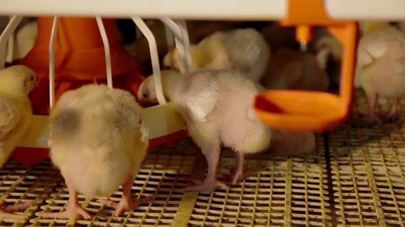 Intensive Factory Farming Of Chicks Broiler Houses alt