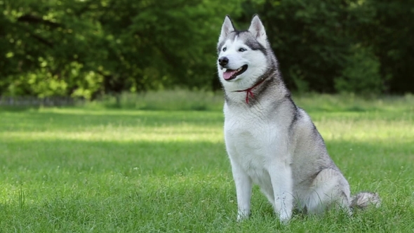 Cute Siberian Husky Is Sitting In The Shade Of Trees