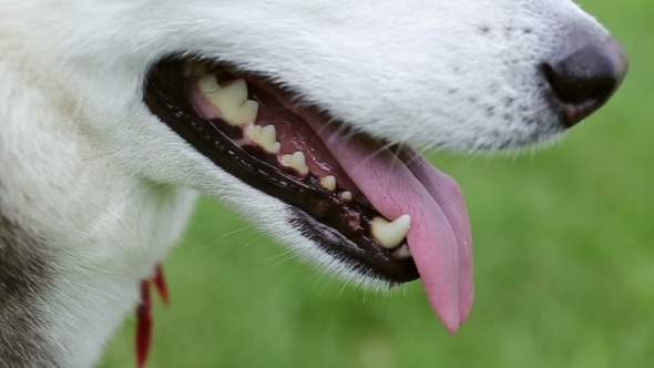 Tongue And Teeth Of Siberian Husky