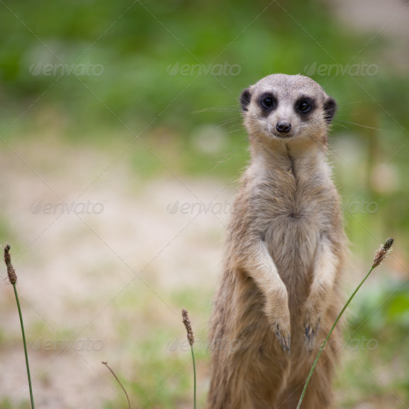 watchful meerkat standing guard - Stock Photo - Images
