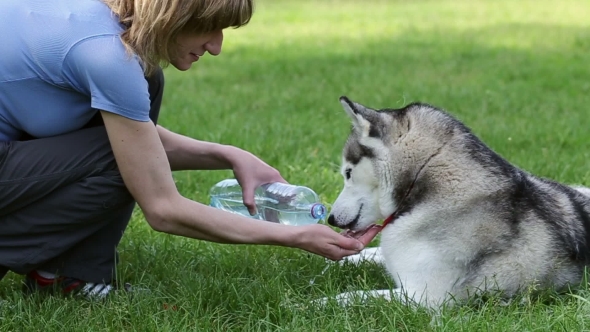 Woman Gives To Drink Her Dog In The Park