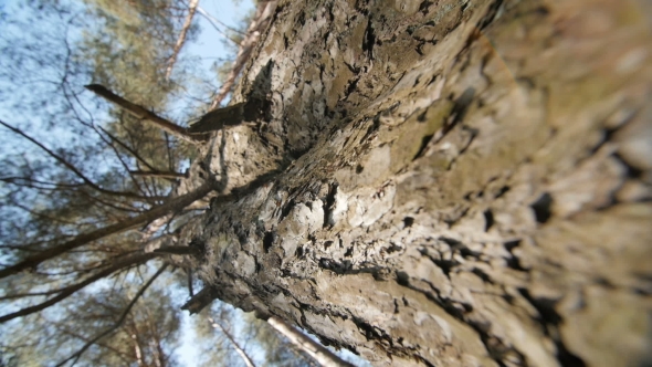 Looking Up a Pine Tree Into Its Canopy. alt