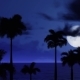 Black Palm Trees And Night Clouds With Moon - VideoHive Item for Sale