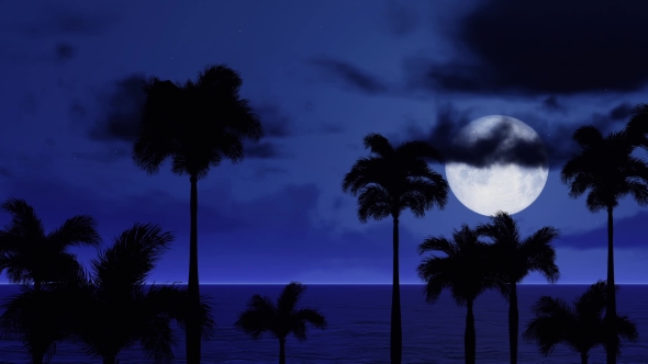 Black Palm Trees And Night Clouds With Moon