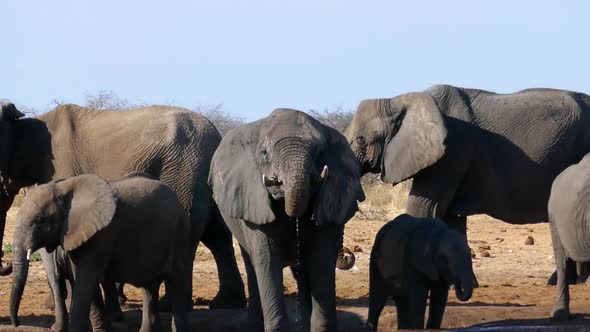 Herd of Elephants Drinking Water and Washing Themselves in the Pond alt