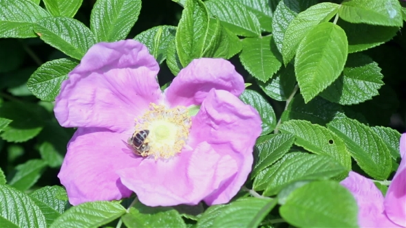Bee On The Flower.