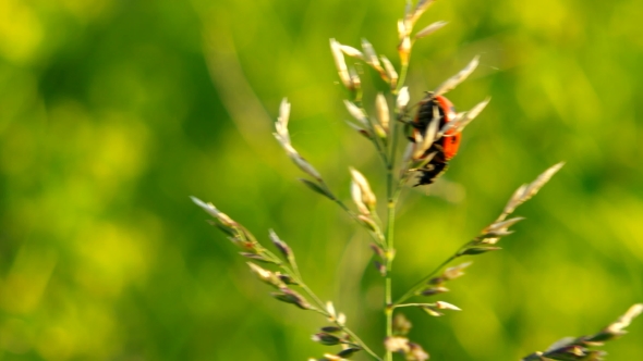 Seven-Spot Ladybird On a Plant