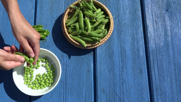 Female Hand Hulled Organic Peas In Plate Blue Wooden Table. 