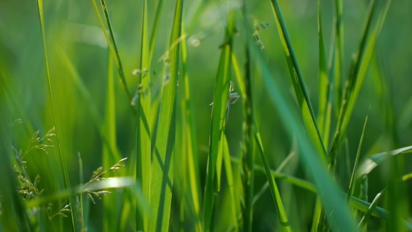 Juicy Green Grass  Sun Shines Through The Leaves  alt