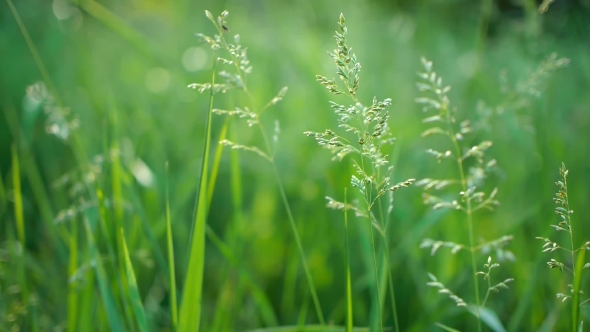 Juicy Green Grass  Sun Shines Through The Leaves Of The Grass Beautiful Background  Spring Summer alt