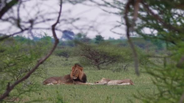Lions Lying Down On The Green Grass In Nxai Pan In Botswana Captured Between The Bushes - Medium Sho alt
