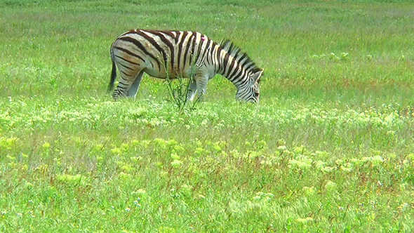 Lonely Zebra Grazing in the Wilderness on the Grass