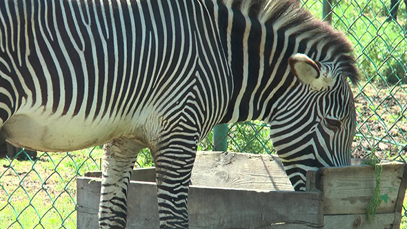 Zebra Who Eats From the Trough
