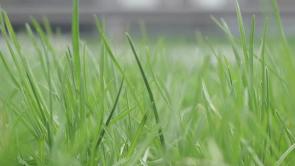 Cars And Pollution alt