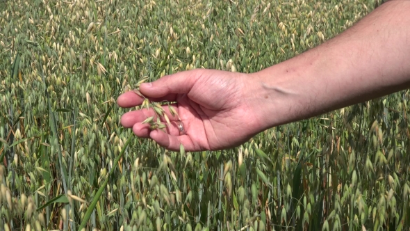 Farmer Hand Check Oat Ear Growing In Agricultural Field. . 