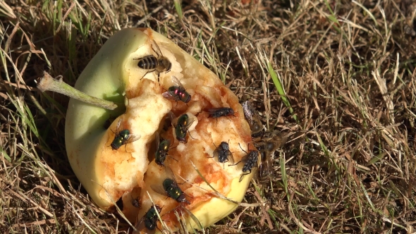 Flies And Bees Eating An Apple Fruit.