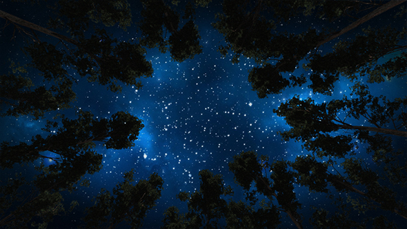 Beautiful Stars Sky, Space Astrophotography And The Trees