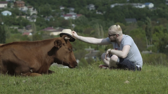 Man Puts A Hat On Cow Head 