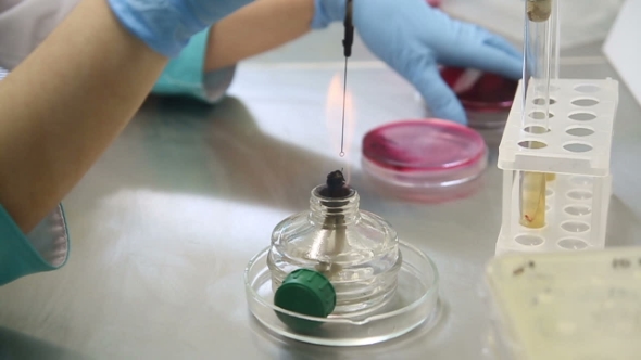 Seeding Bacteria In Laboratory