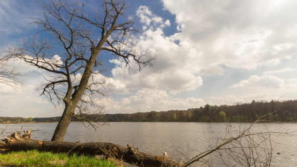 Oak Tree on the River Bank