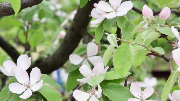 Branches Of a Blossoming Quince