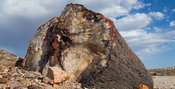 Beautiful Petrified Wood in Arizona Desert alt
