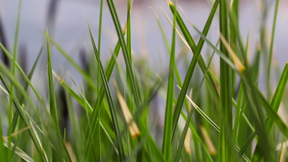 Green Sedges, Reeds And Grass Swaying In The Wind On The Lake.