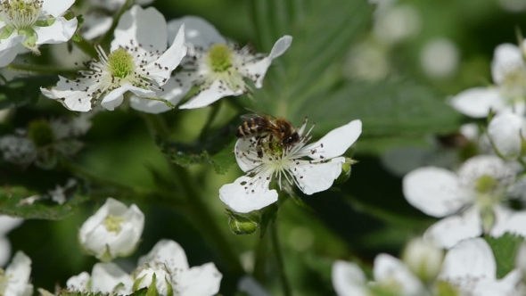 White Blackberries Florets Fly Two Small Bees 