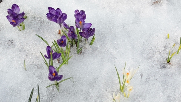 Hand Pull Tear Crocus Saffron Flower Snow In Spring Garden