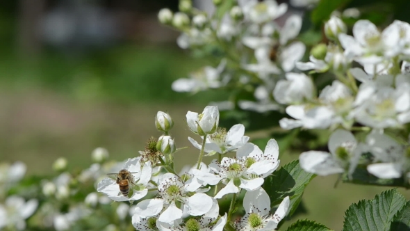 Rubus Caesius Branch White Blossoms Bees Fly Flowers