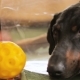 Sad Dog Breed Doberman Near The Ball Medical Collar  - VideoHive Item for Sale