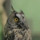  Of An Owl Looking At The Camera And Around - VideoHive Item for Sale