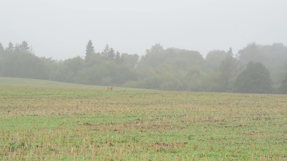 Wild Roe Hind Mammal Animal Run Harvested Agricultural Field Fog